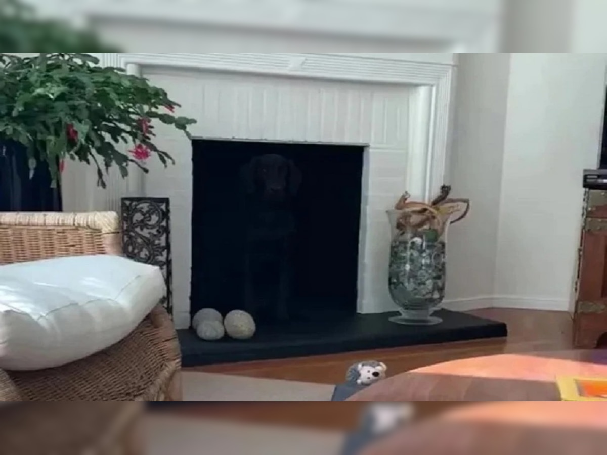 Optical illusion: फोटोतला कुत्रा शोधून, तुम्ही Genius आहात हे सिद्ध करा title=