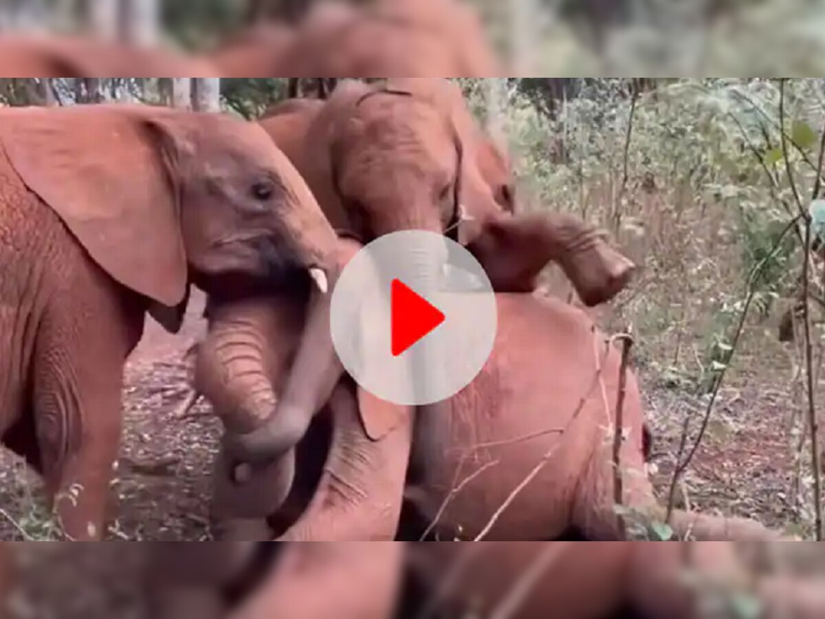 Trending Video: हत्तींचा 'हा' क्यूट व्हिडीओ पाहून तुमच्या ही चेहऱ्यावर स्मित हास्य येईल title=