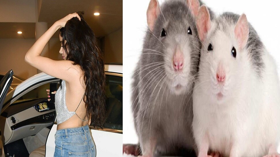 हा उंदीर नाही… हा तर Stuart Little बॉलिवूडनं अभिनेत्रीनं शुटिंगदरम्यान सांगितला किस्सा