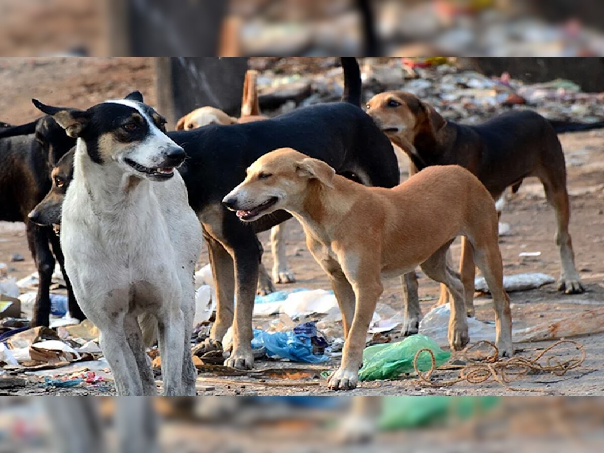 आता भटक्या कुत्र्यांना रस्त्यावर अन्न द्याल तर... कोर्टाने दिला मोठा निर्णय title=