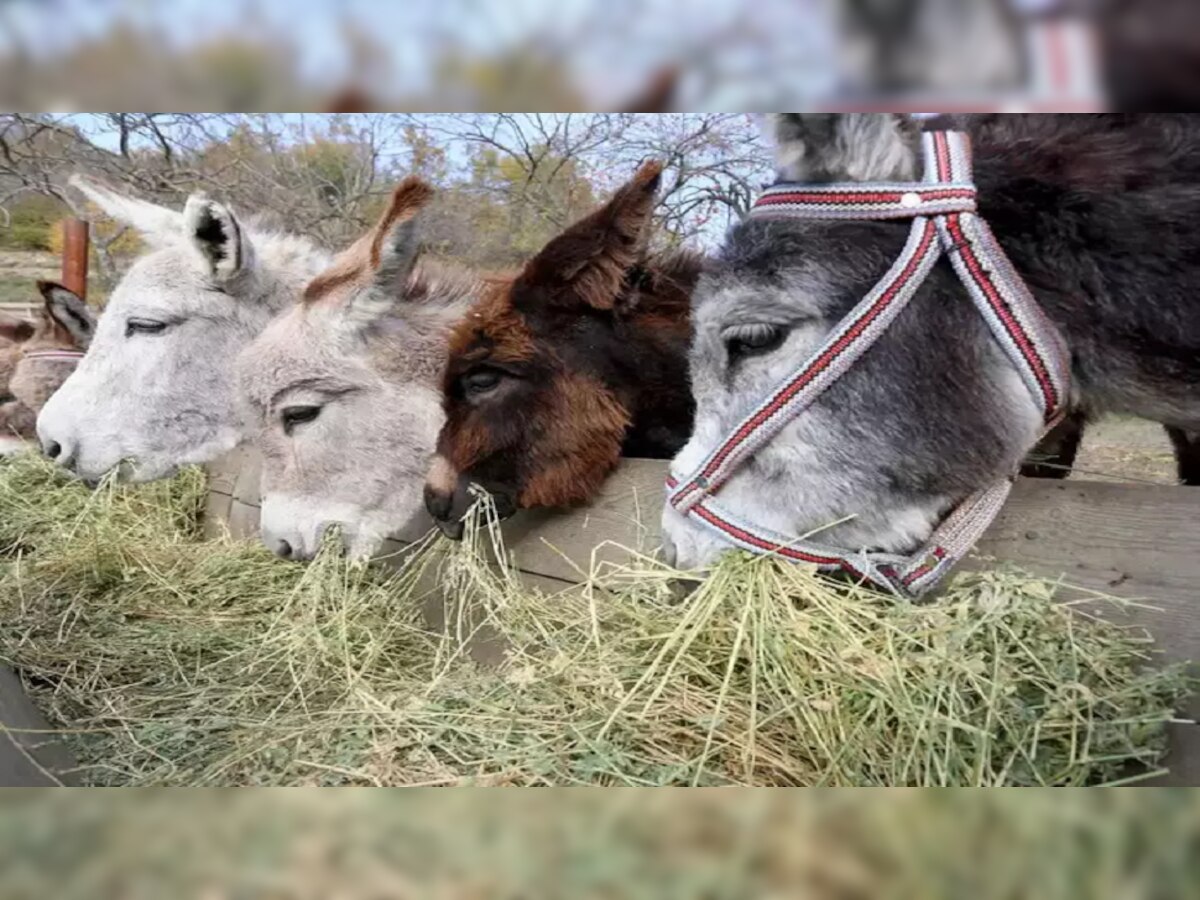 Donkeys :  तस्करी प्रकरणी 6 गाढवांना अटक, अटकेनंतर कोर्टात फेऱ्या    title=