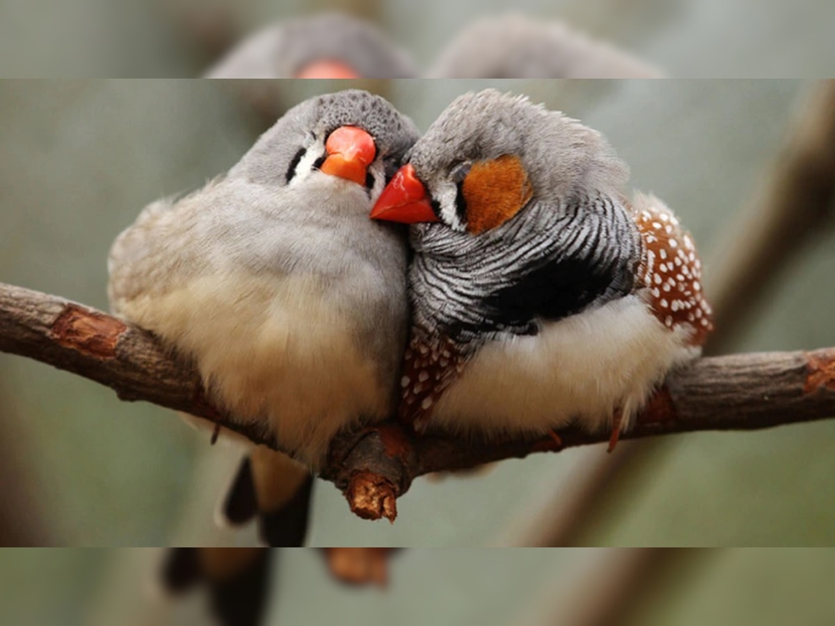 Birds Sleeping : पक्षी झोपेत खाली पडतात का? जाणून घ्या त्यामागील आश्चर्यकारक कारण... title=