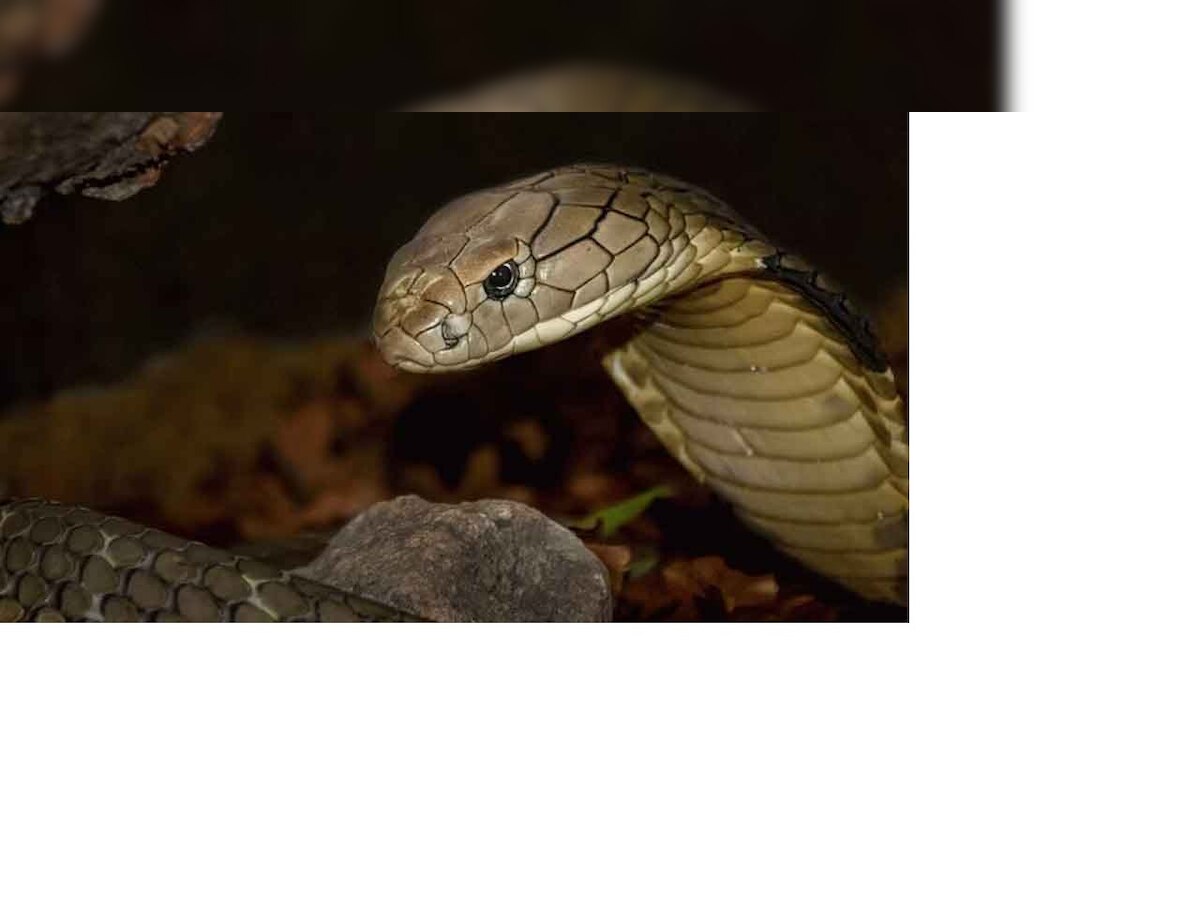 snake: घराच्या गेटवर 'हे' फळ टांगून ठेवल्याने साप घरात प्रवेश करत नाहीत. साप लांबूनच पळून जातात  title=
