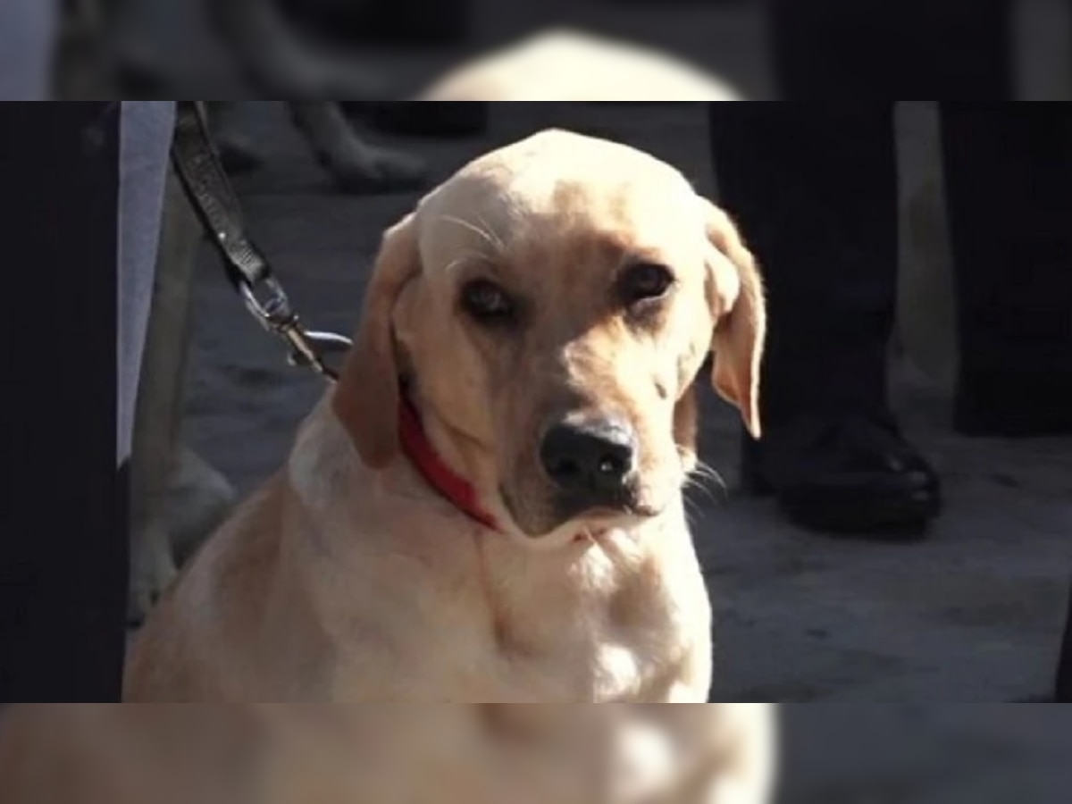 Dog Puja: या देशात केली जाते श्वानांची पूजा, कारण वाचाल तर बसेल आश्चर्याचा धक्का title=