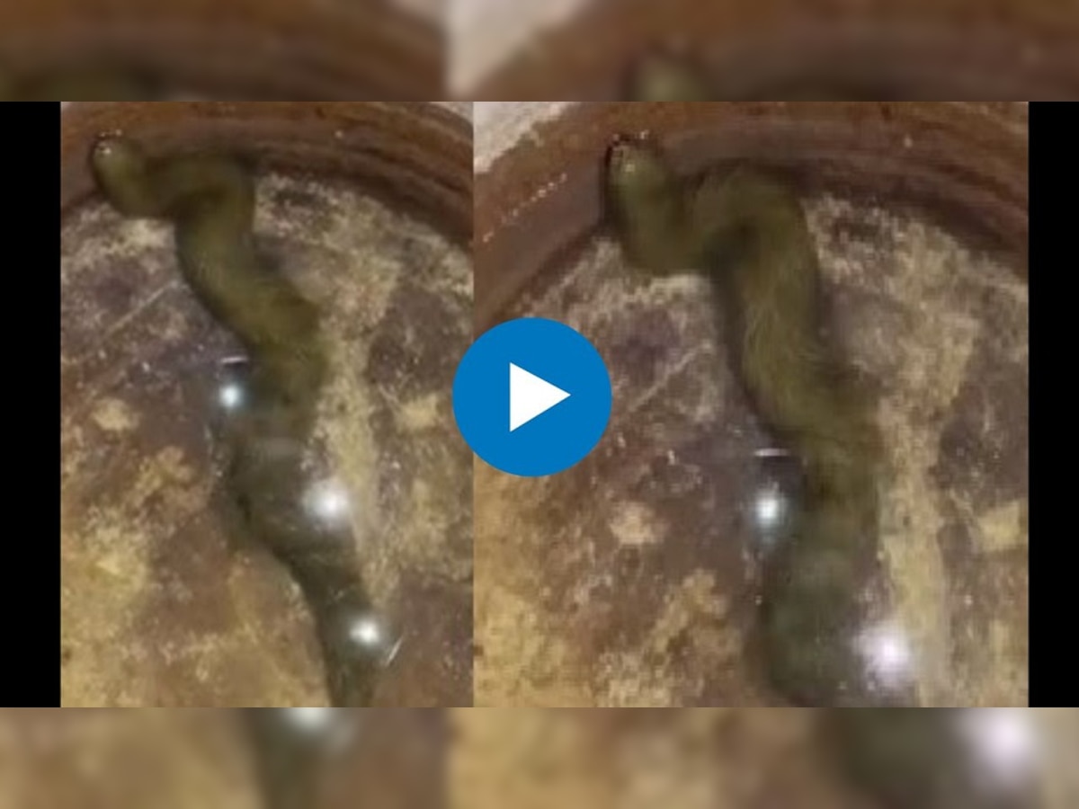 Viral Video: सरपटणारा प्राणी की आणखी काही... असा प्राणी तुम्ही या आधी कदाचित कधीही पाहिला नसेल title=