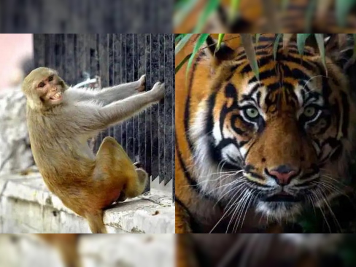 माकडाने लढवली 'आयडीयाची कल्पना', जंगलाचा राजाही असा फसला, पाहा Viral Video title=