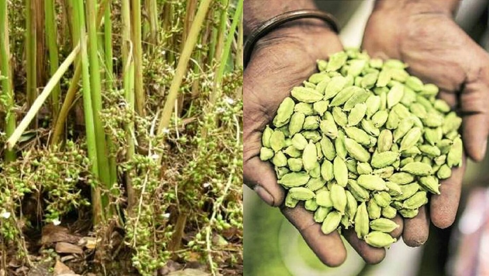 Cardamom Farming Earn Lakhs by Cultivating Cardamom