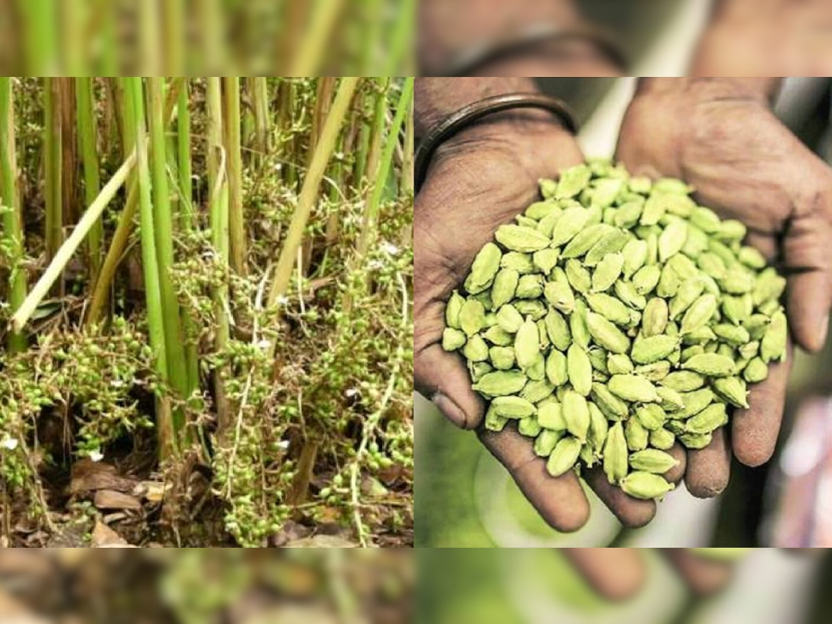 Cardamom Farming: वेलची लागवड करुन लाखोंची कमाई, पाहा कुठे करावी लागवड title=