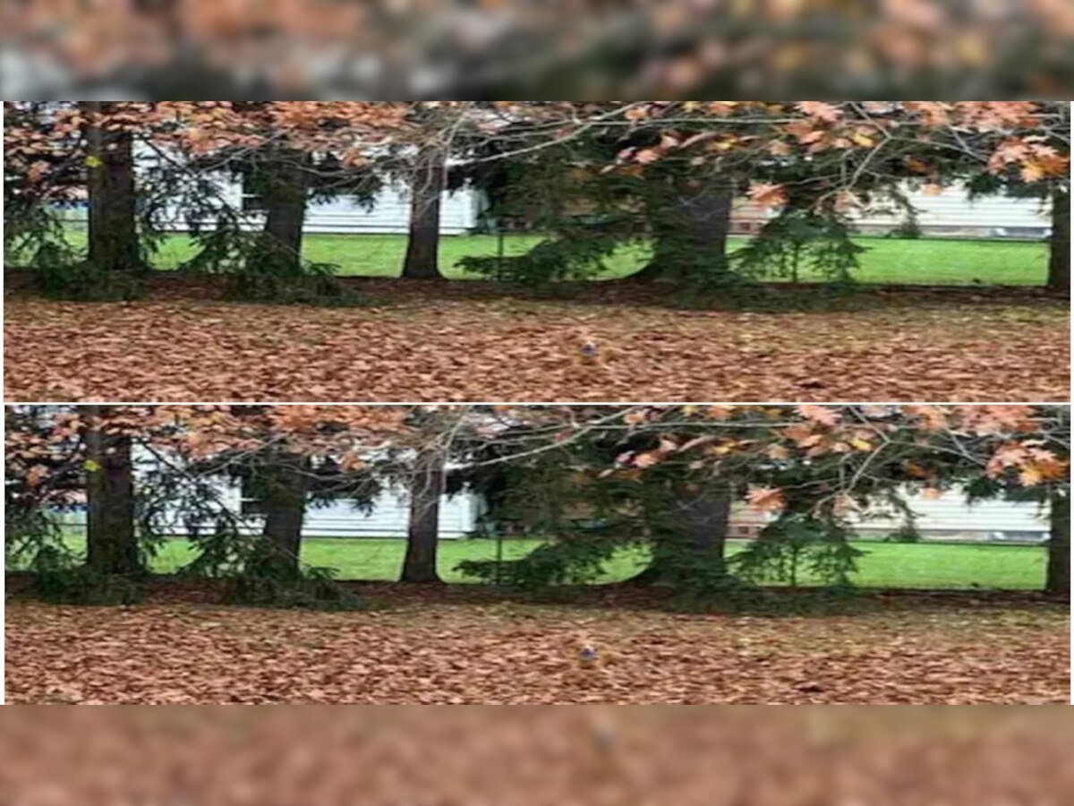 Optical Illusion: या फोटोत लपलाय एक कुत्रा, फक्त 10 सेकंदात शोधा आणि पूर्ण करा चॅलेंज title=