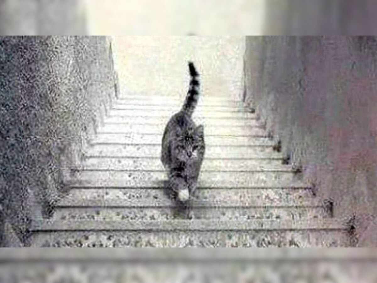 फोटोमधील मांजर पायऱ्या उतरतेय की चढतंय यावरून ठरेल तुमचा जीवनाकडे पाहण्याचा दृष्टीकोन title=