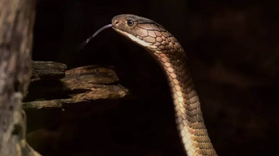 hingly-venomous-king-cobra-escapes-from-zoo-based-in-sweden-returned