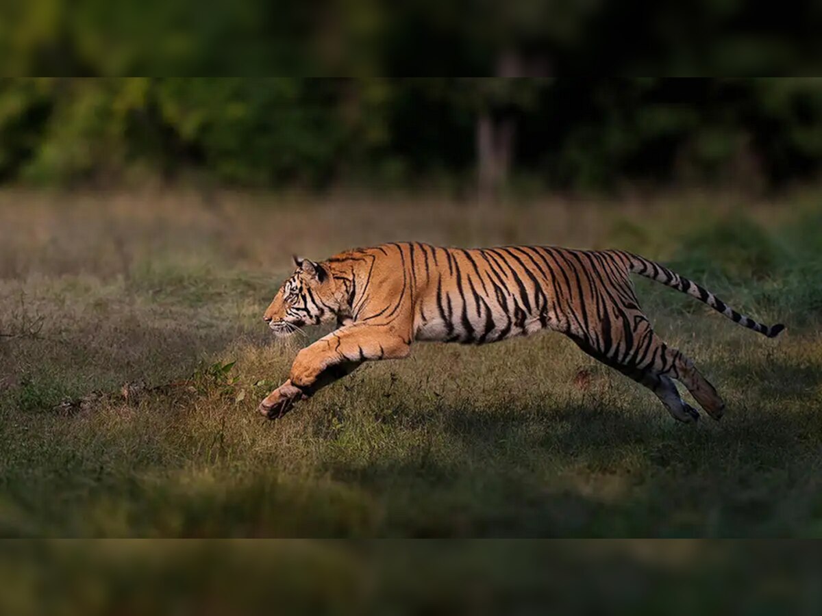 वाघाने भर रस्त्यातून तरुणीला फरफटत नेलं..व्हिडीओ पाहून येईल अंगावर काटा title=