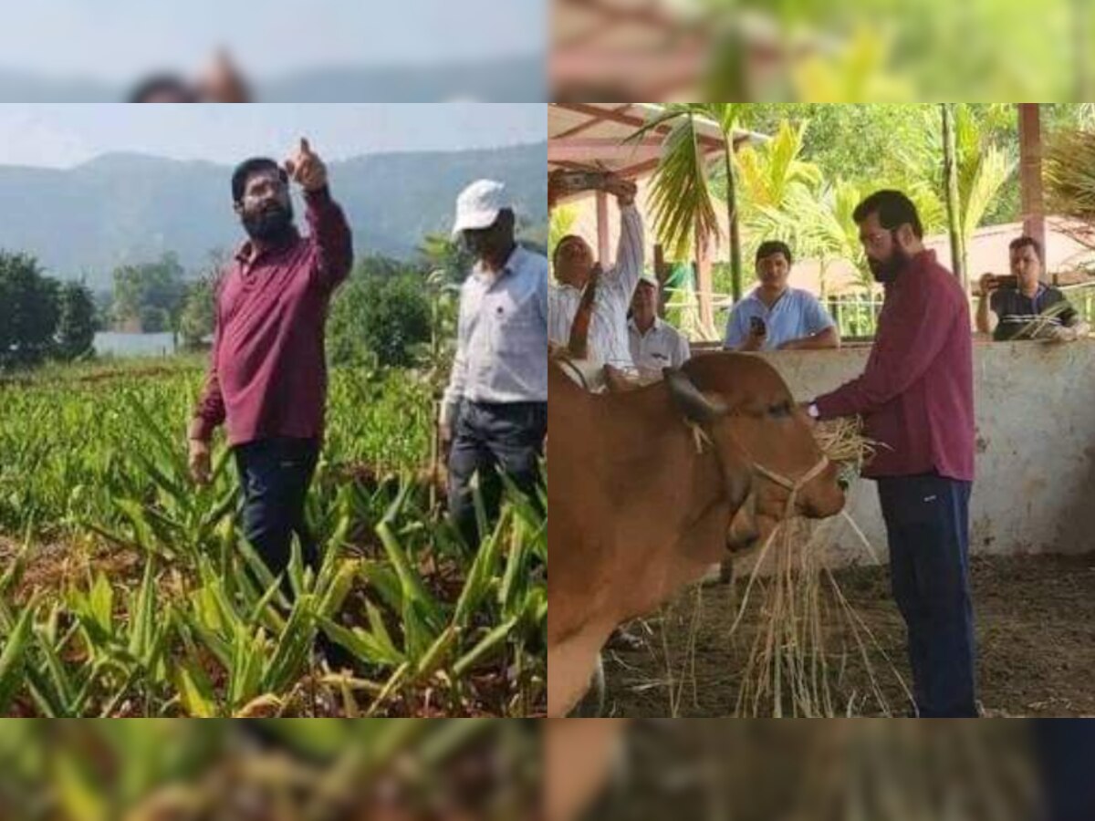 हातात कोळपं, गाईंना चारा... मुख्यमंत्री एकनाथ शिंदेंना शेतात राबताना पाहिलं का? title=