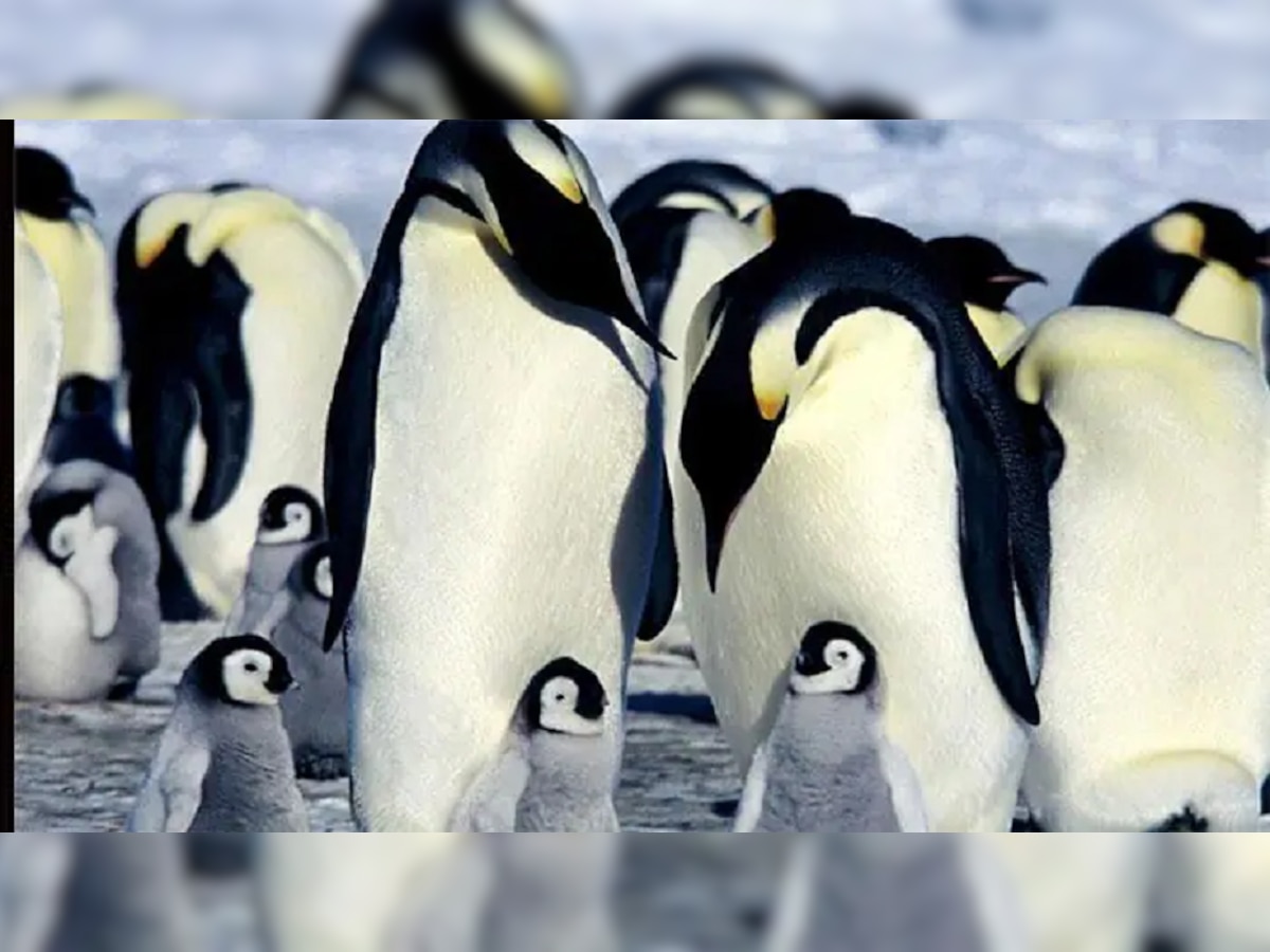 Fact Check : पेंग्विन जगातून नामशेष होणार? title=