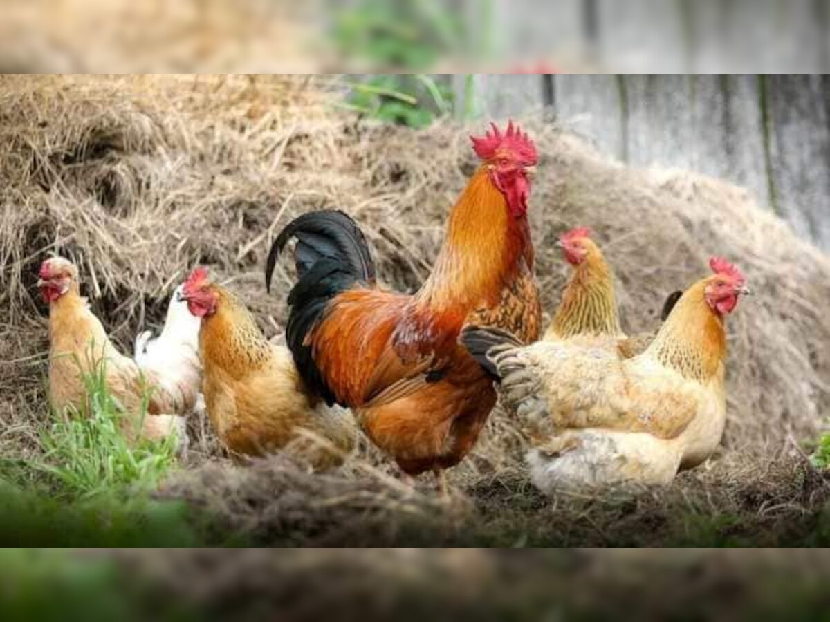 Bird Flu : चिकन खाणाऱ्यांसाठी बॅडन्यूज, जगभरात वाढल्या चिंता title=