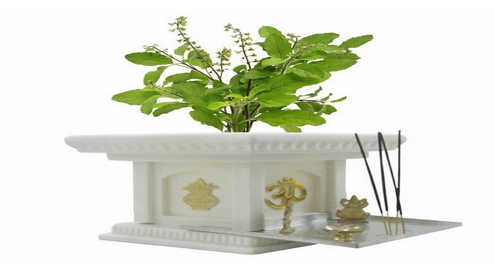 Tulsi Vivah 2022 Tulsi Vastu Tips nmp