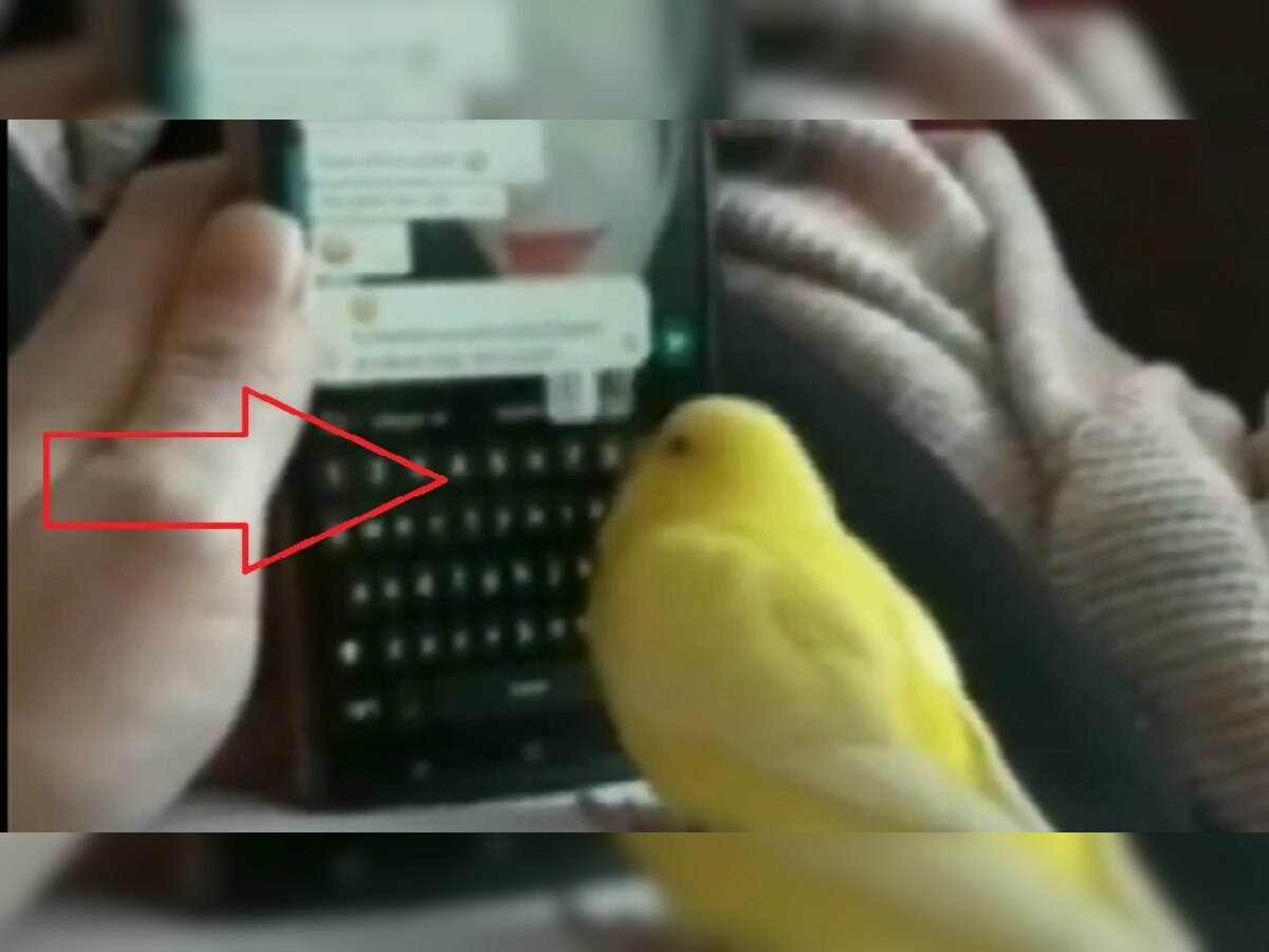 Video: आता पोपटाला लागलं WhatsApp चं वेड, मेसेज टाइप केल्याचा व्हिडीओ व्हायरल title=