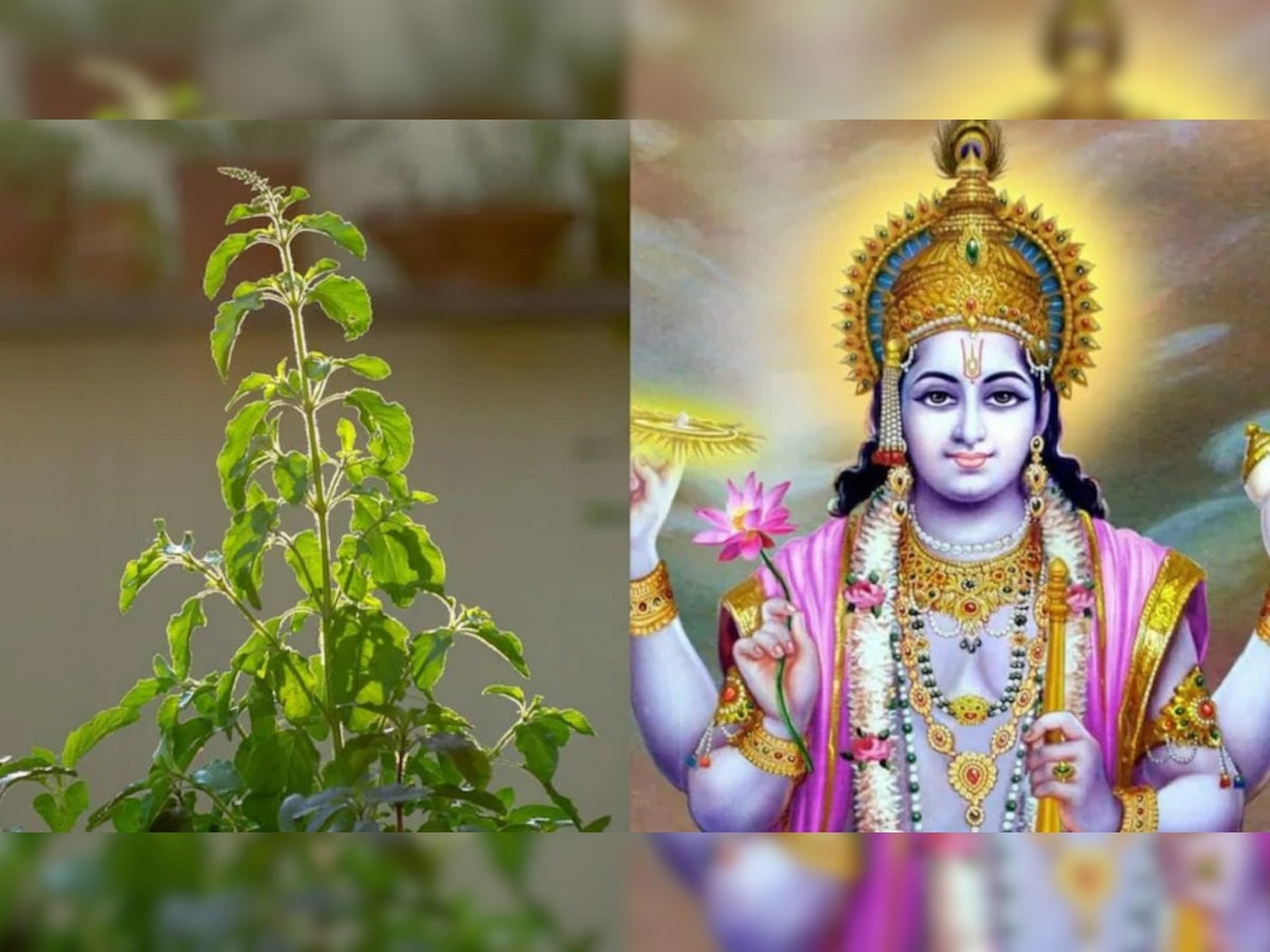 Dev Uthani Ekadashi 2022:  'या' दिवशी आणि 'या' वेळेला चुकूनही तोडू नका तुळशीचे पानं, जाणून घ्या कारण title=