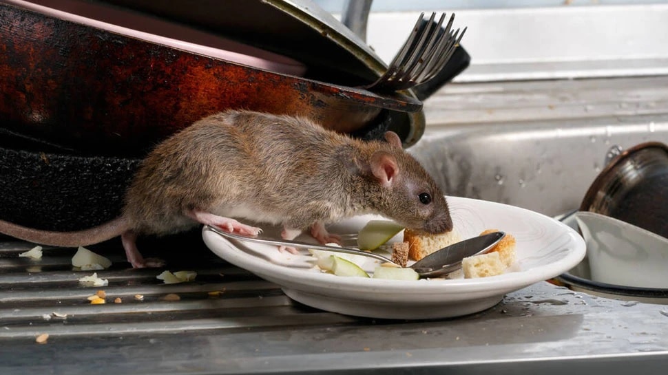 Get Rid Of Rats Without Killing them Know 5 Home Remedies