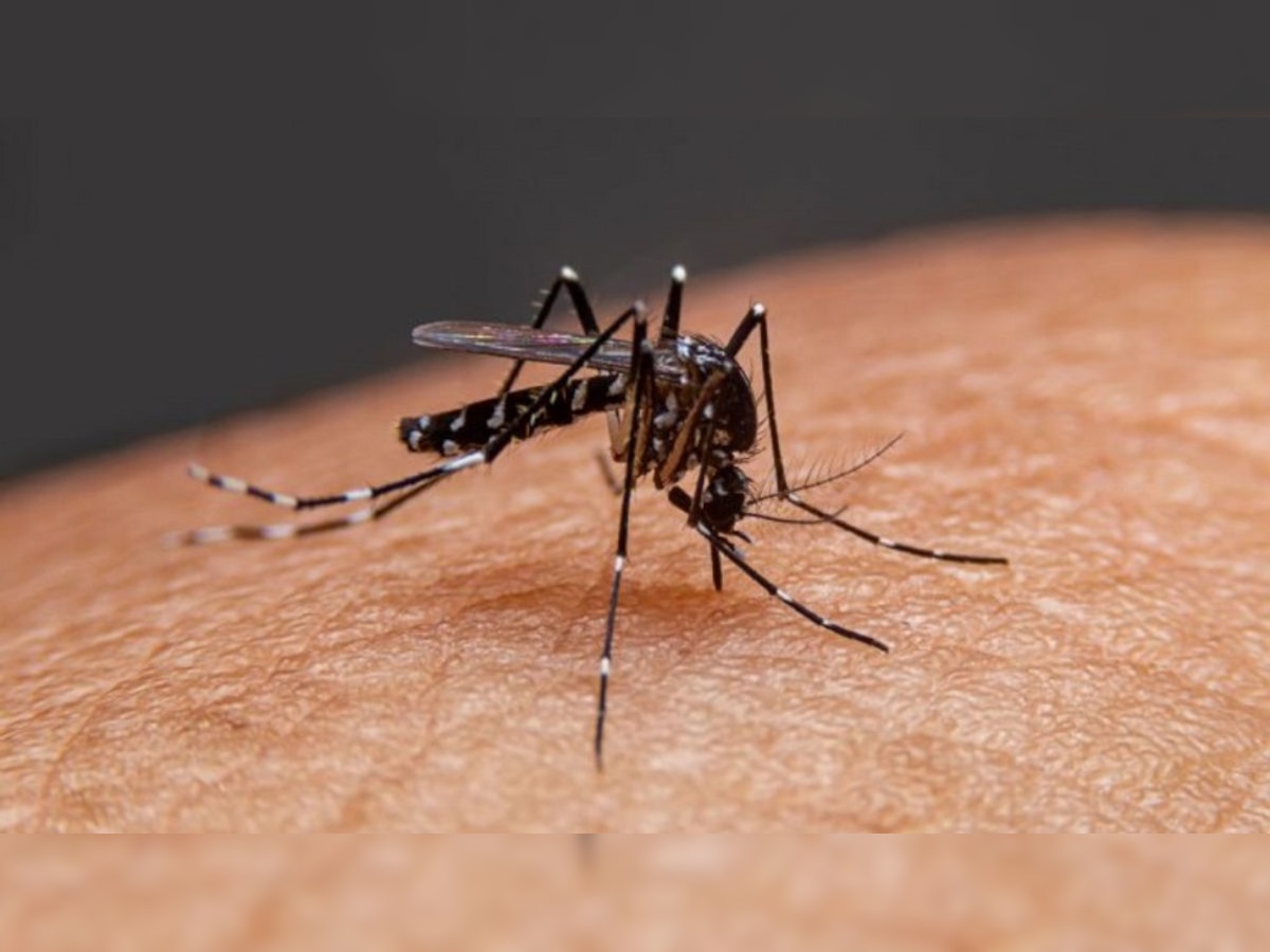 Dengue Fever : डेंग्यूच्या रुग्णांनी 'हे' ज्यूस प्यावेत, पटकन वाढतील प्लेटलेट्स  title=