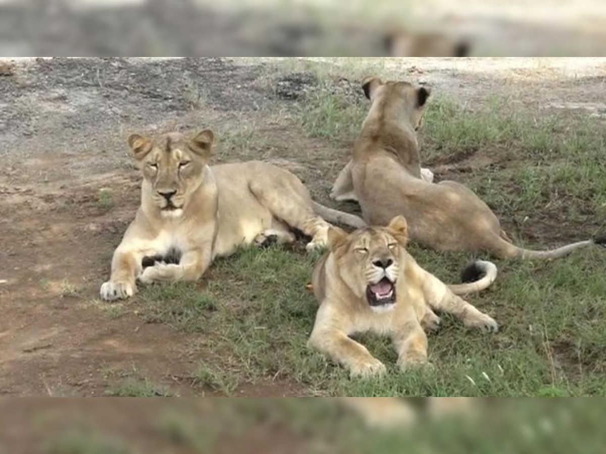 गुजरात नाहीतर 'या' राज्यात होणार पहिली Lion Safari... जाणून घ्या! title=