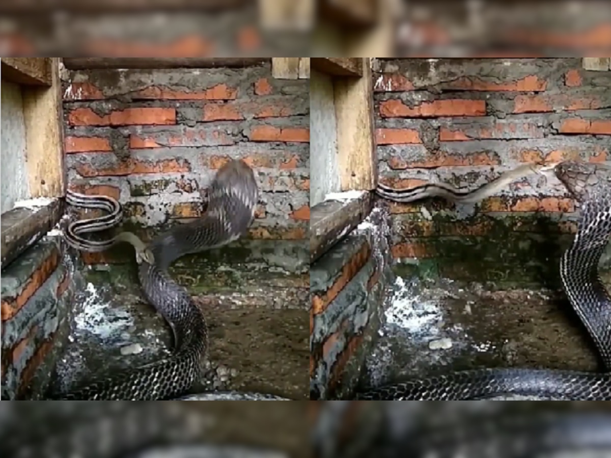 viral video: मूर्ती लहान पण कीर्ती महान.छोट्याश्या सापाने महाकाय कोब्राला कसं नमवलं ? पाहा व्हिडीओ..  title=