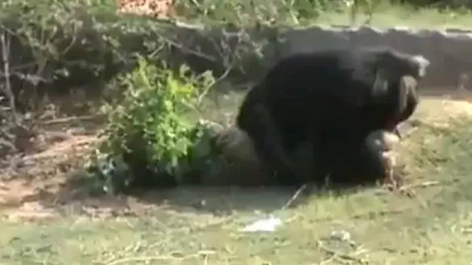 Video bear attack Viral on social media nmp