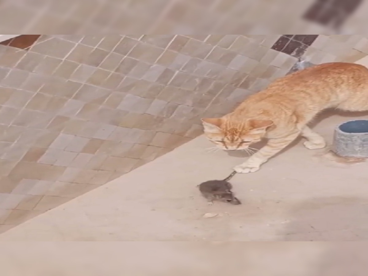 मांजर आणि उंदराचा क्युट व्हिडीओ पाहून म्हणाल..अरे हे तर tom अँड Jerry  title=