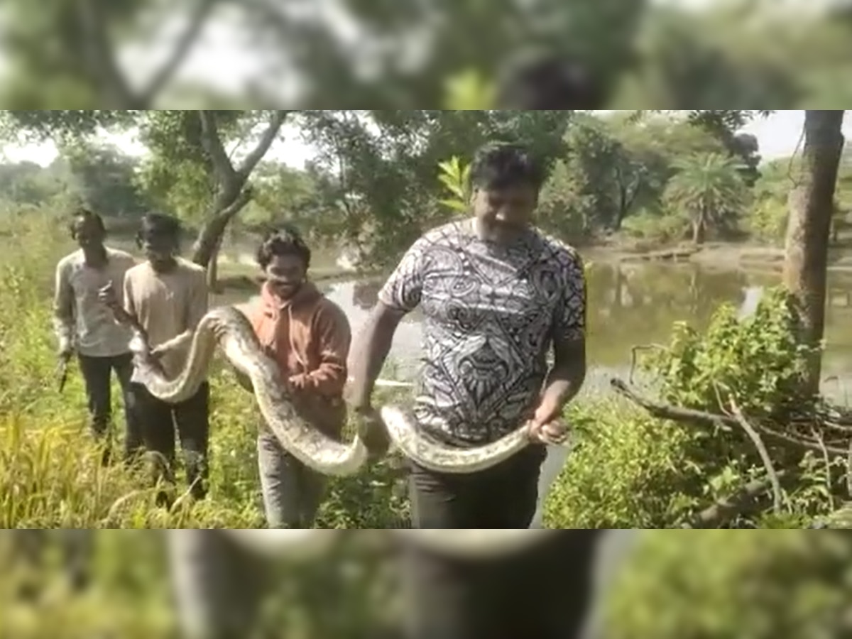 viral video: OMG फिल्मी स्टाईलमध्ये 13 फूटाच्या Anaconda ला गावकऱ्यांनी काढलं बाहेर! title=