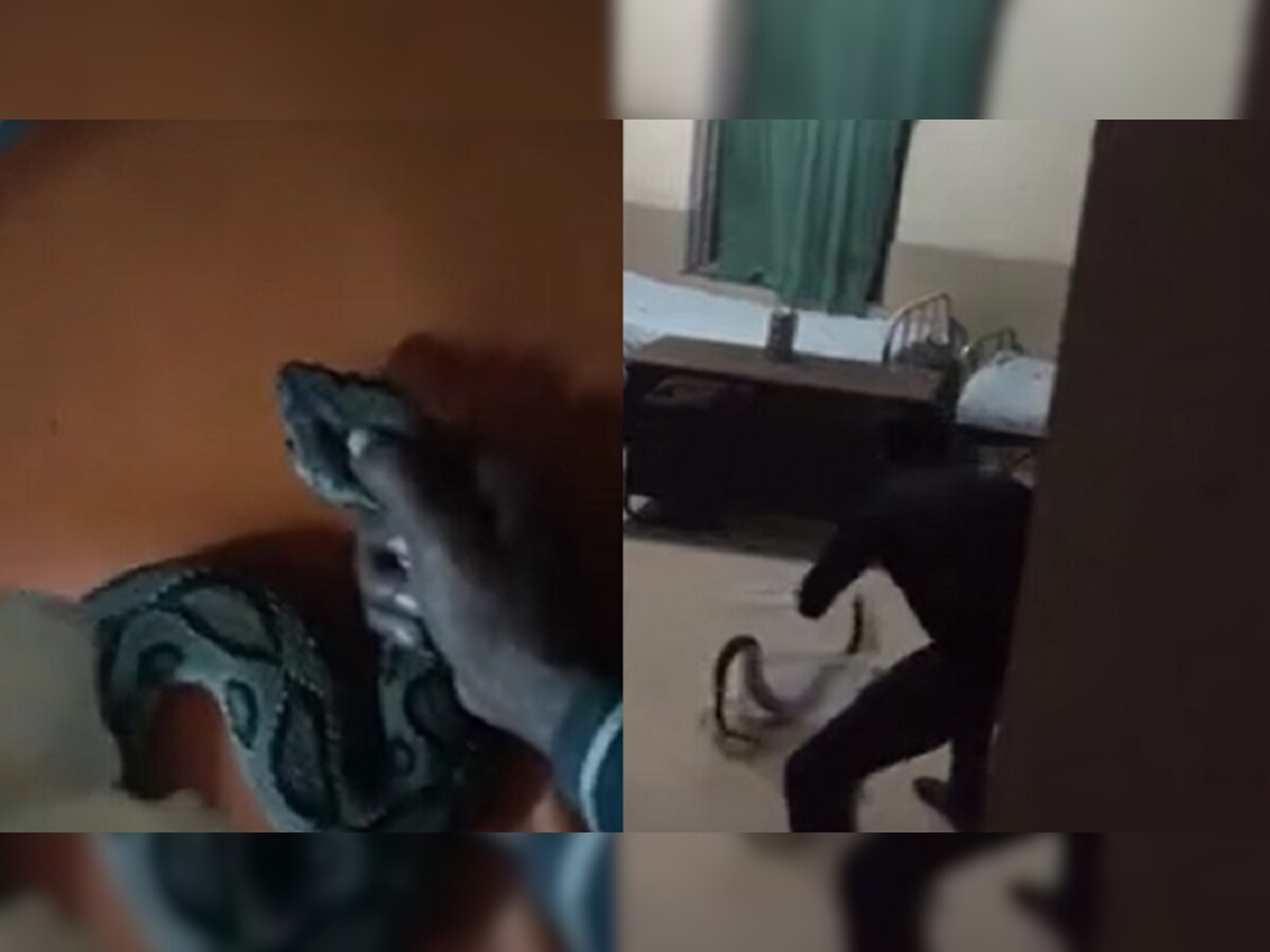 viral video: ooouch! सापाचं तोंड हातात पकडून रुग्णालयात पोहोचला तरूण... गावकऱ्यांची उडवली झोप title=