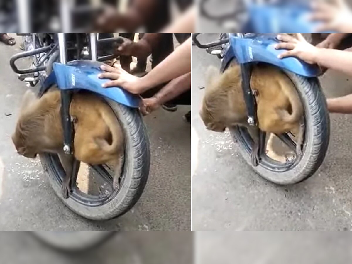 Viral: बाईकच्या चाकात फसला माकड..बचावाचा थरारक video समोर..येईल अंगावर काटा ! title=