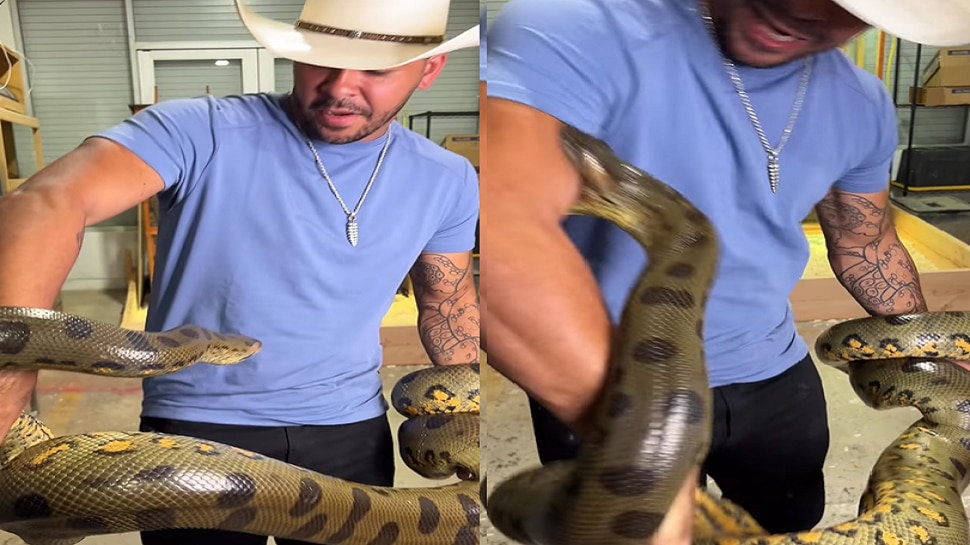 video Snake Anaconda man bite viral on Instagram nmp