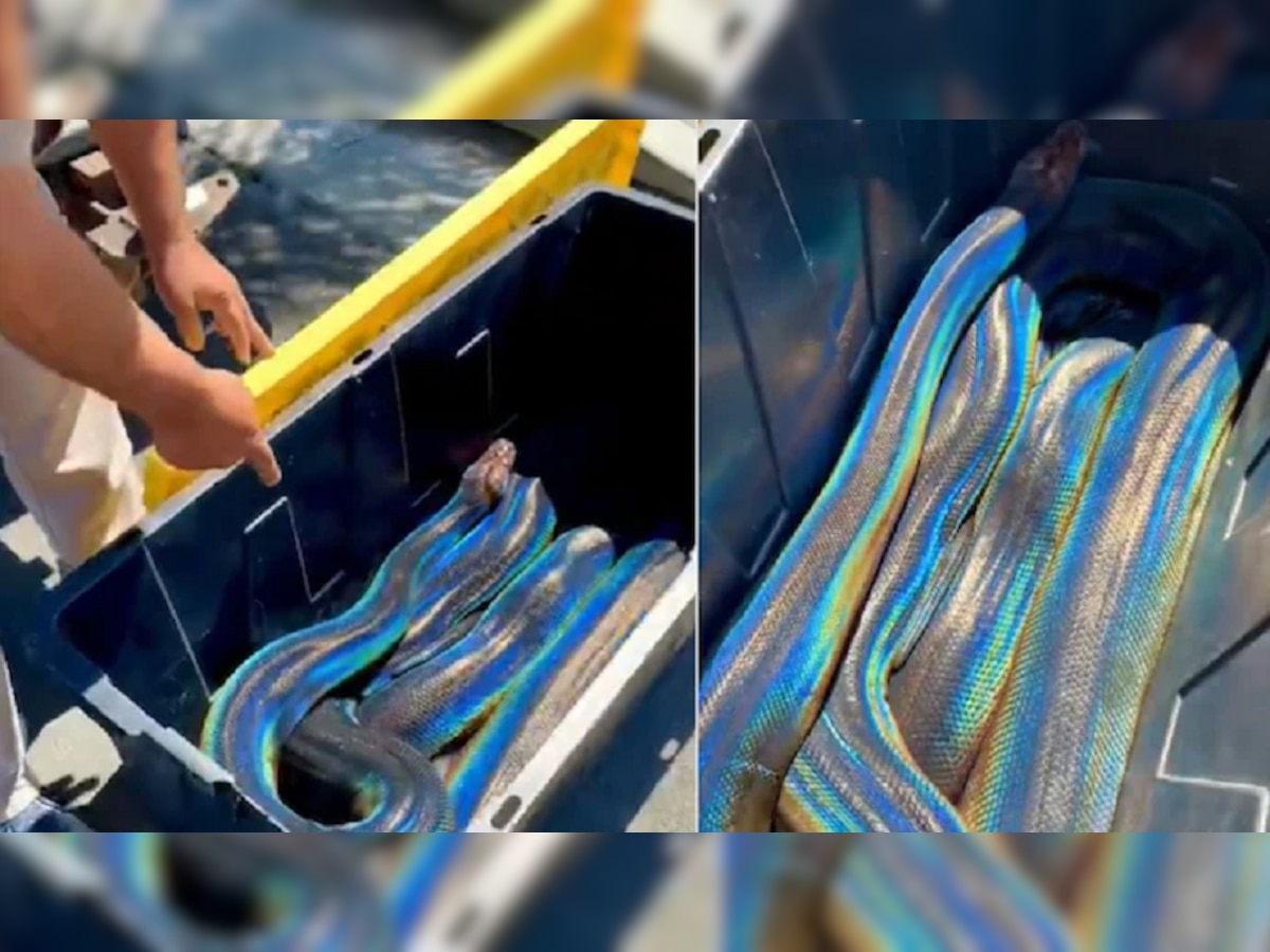 viral: Rainbow snake पाहिलाय का? मन भारावून टाकणारा सापाचा video एकदा पहिलाच पाहिजे.. title=