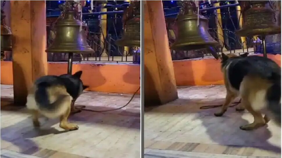 Instagram trending video dog ringing temple bell Viral on social media nmp