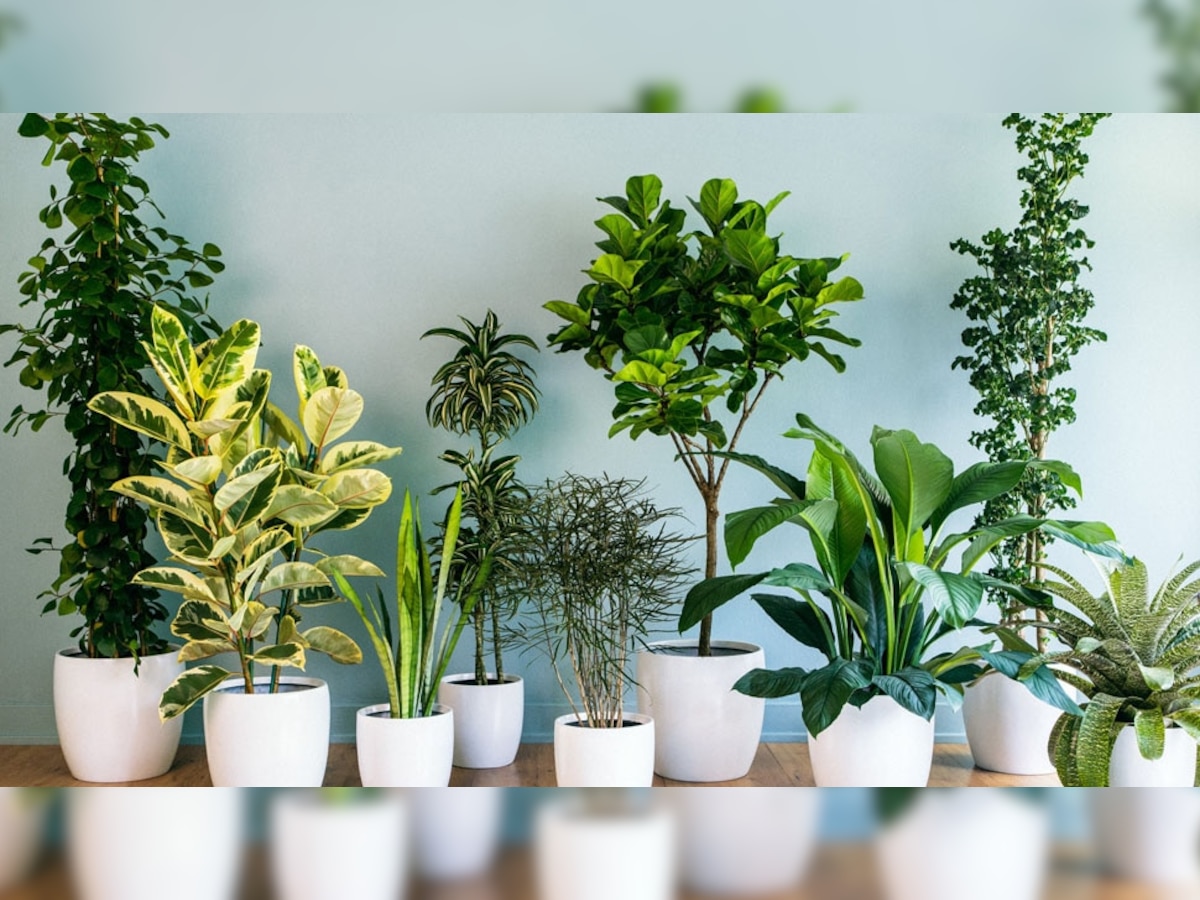 Air Purifying Plants: हिवाळ्यात घरात लावावी ही 5 रोपं, हवेतील विषारी घटक घेतात शोषून title=