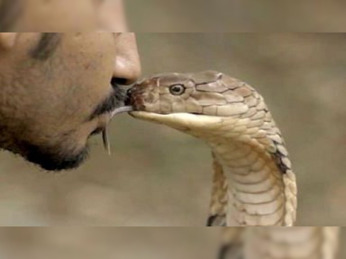 Snake : पत्नीसोबत पटत नाही म्हणून सर्पमित्राने नागाला घेतलं चुंबन अन्... title=