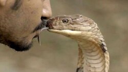Snake : पत्नीसोबत पटत नाही म्हणून सर्पमित्राने नागाला घेतलं चुंबन अन्...
