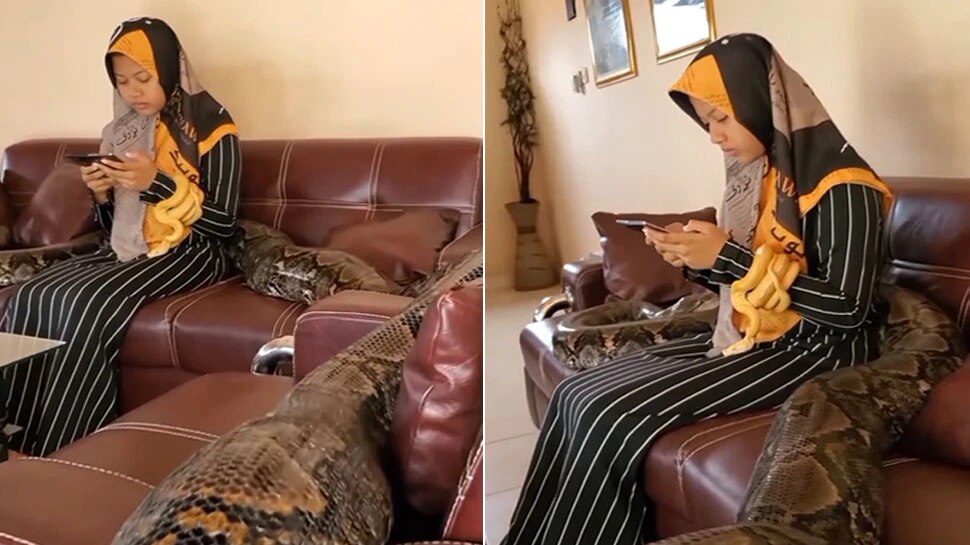 Video : आई शपथ! चक्क तरुणी अजगरासोबत आरामात सोफ्यावर बसून...