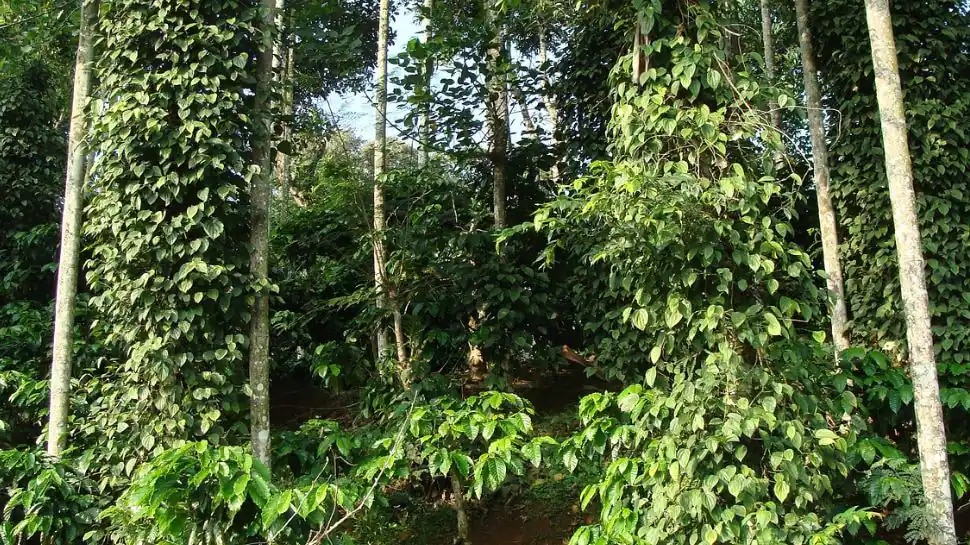 coffee plantations in Coorg