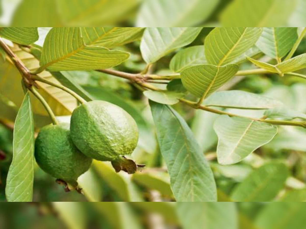 Guava leaves remedy: शुगर नियंत्रणात ठेवण्यापासून अनेक आजारांवर पेरुची पाने रामबाण उपाय title=