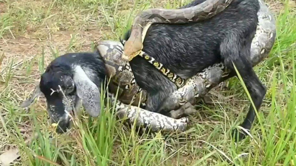 python snake attack videos News in Marathi, python snake attack videos ...