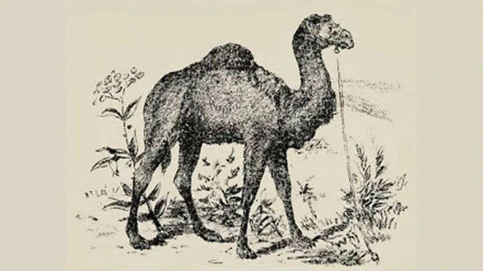 Optical Illusion Find the camel rider hidden in this photo in 13 seconds nz