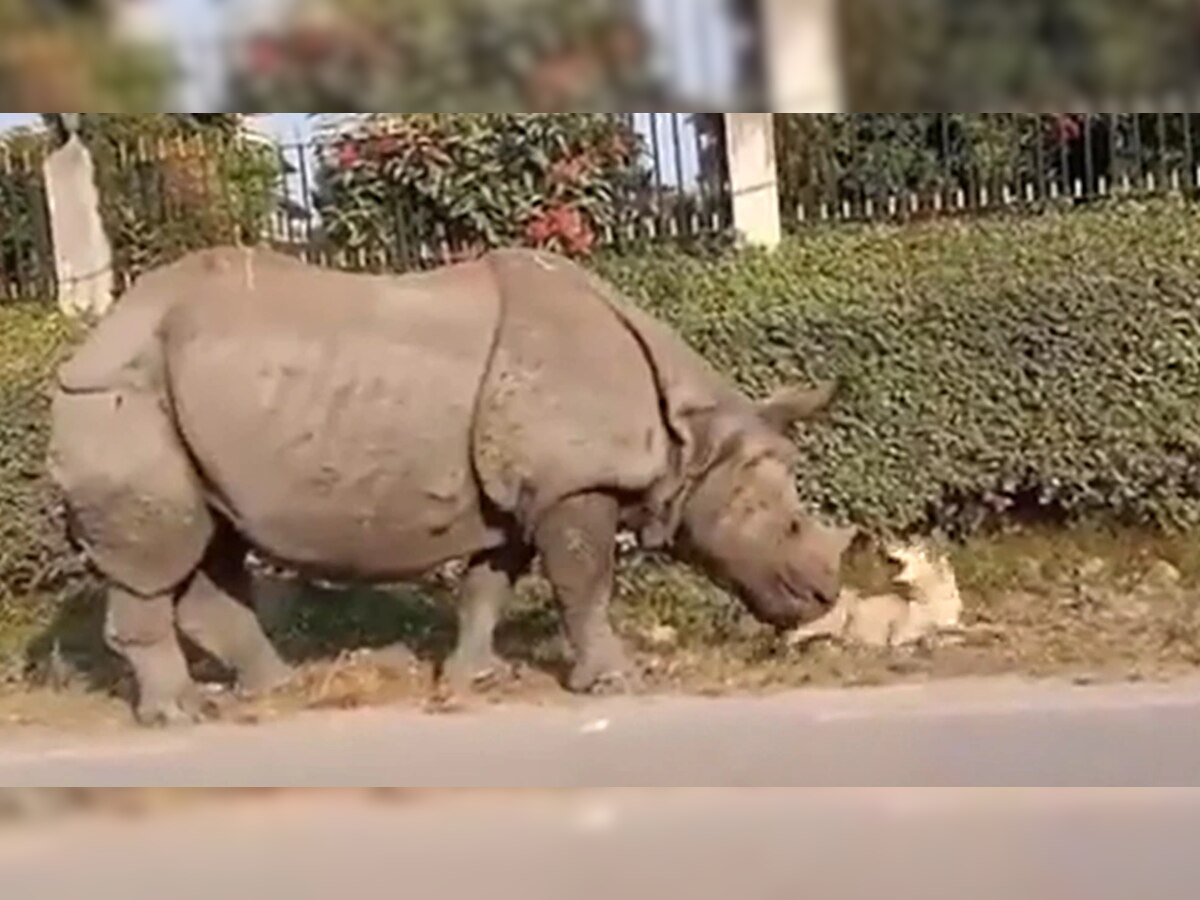 Viral Video: रस्त्याशेजारी गाढ झोपलेल्या कुत्र्याजवळ अचानक आला गेंडा, पुढे जे झालं ते तुम्ही बघा... title=