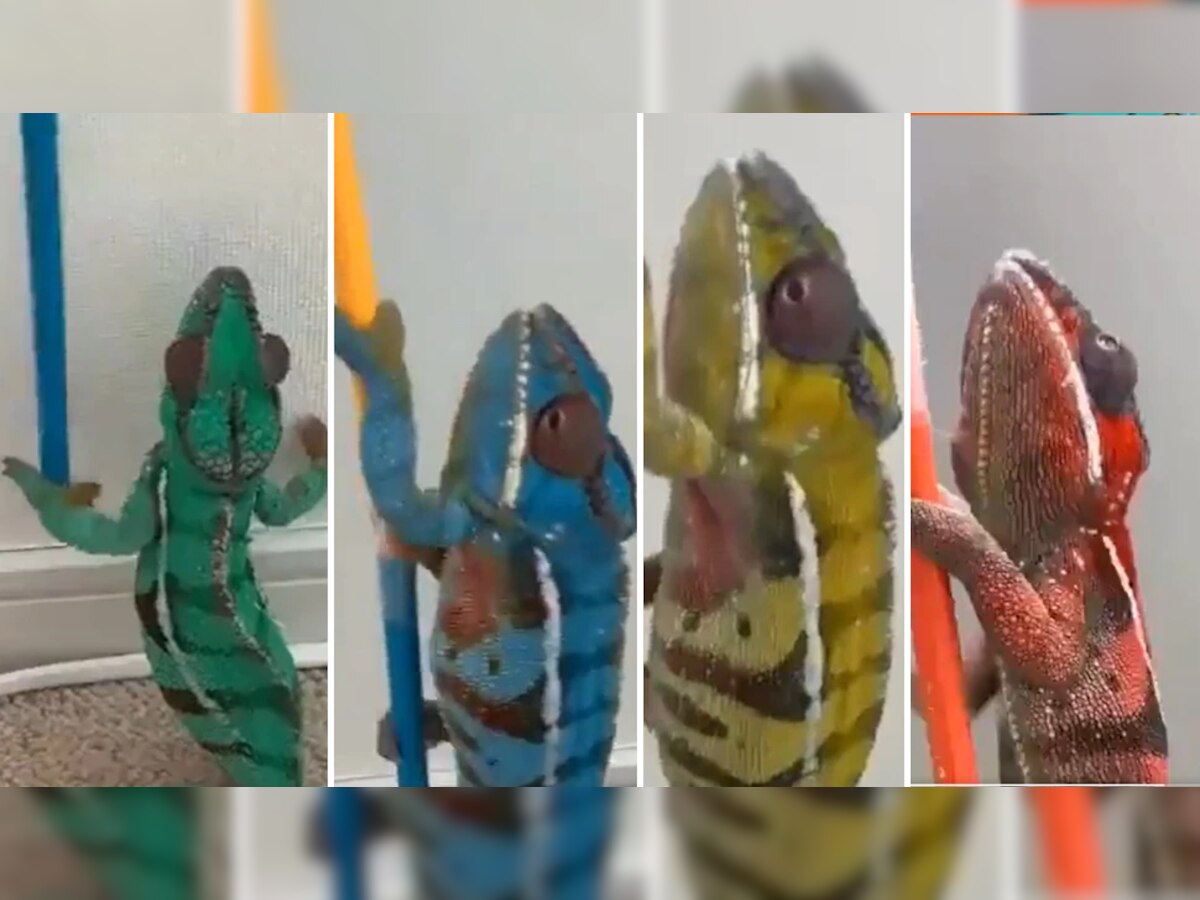 viral video: सरड्याने काही सेकंदात बदलले तब्बल 5 रंग...Video पाहून तुम्हीही चक्रावून जाल ! title=