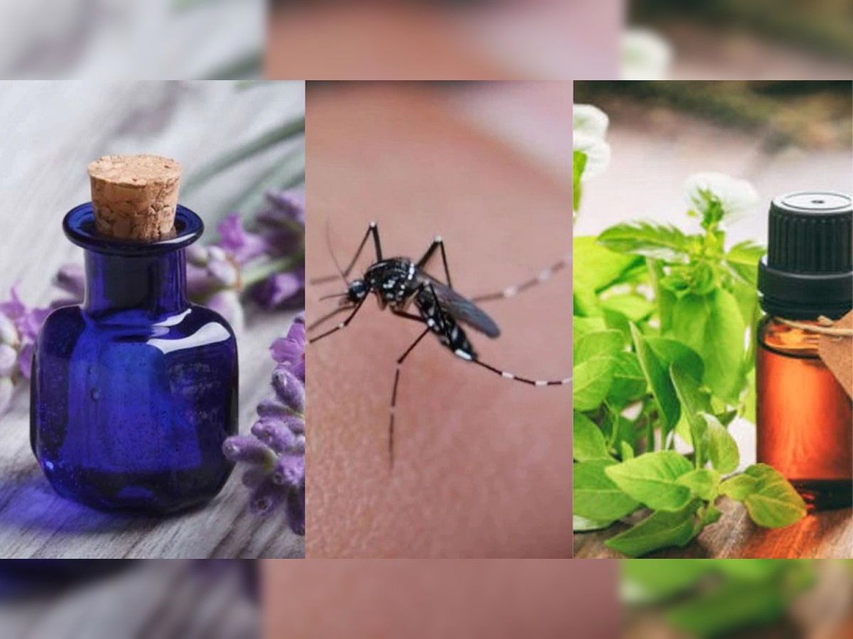 Mosquito Repellent: या Essential Oil नं डेंग्यू- मलेरिया तुमच्यापासून राहिल लांब, मच्छरांपासून मिळेल सुटका  title=