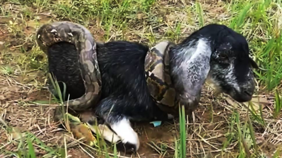 Python attacked goat in the farm but small kids rescued goat video ...