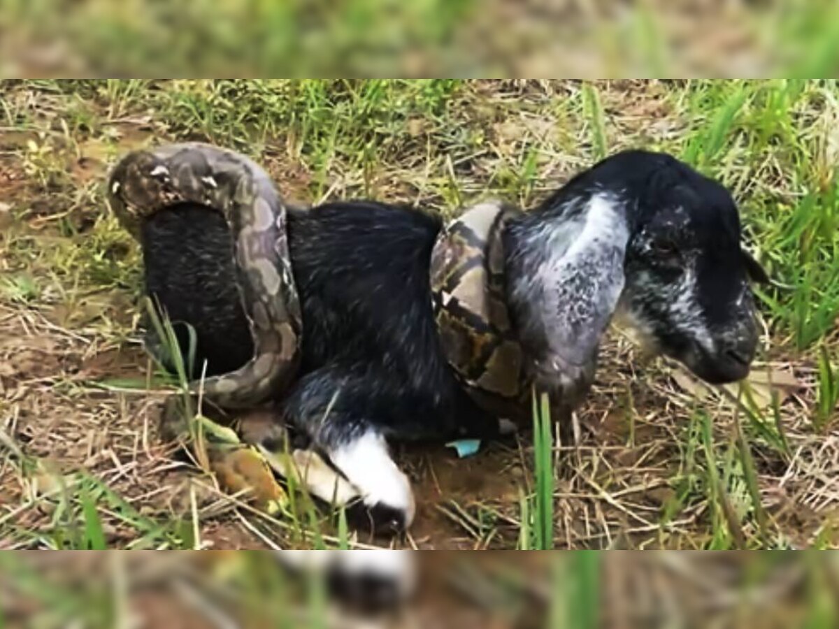 Viral Video | अजगराने केला बकरीवर जीवघेणा हल्ला, पण शूर मुलांनी बहादुरीने केलं रेस्क्यू ऑपरेशन title=