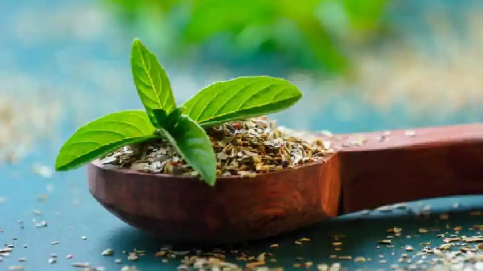 Do you know the health benefits of Tulsi Also effective for kidney stones