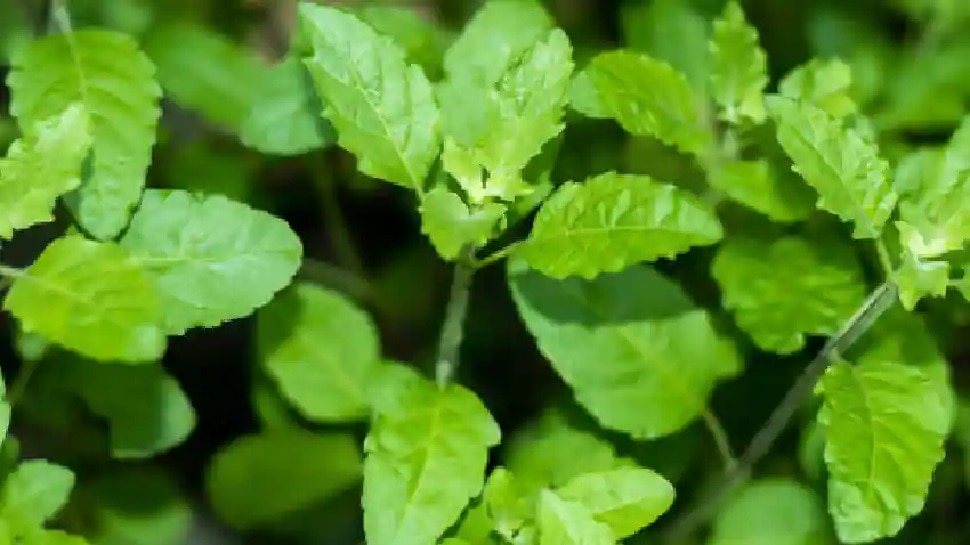 tulsi leaf tips, tulsi medicine, ayurveda medicine
