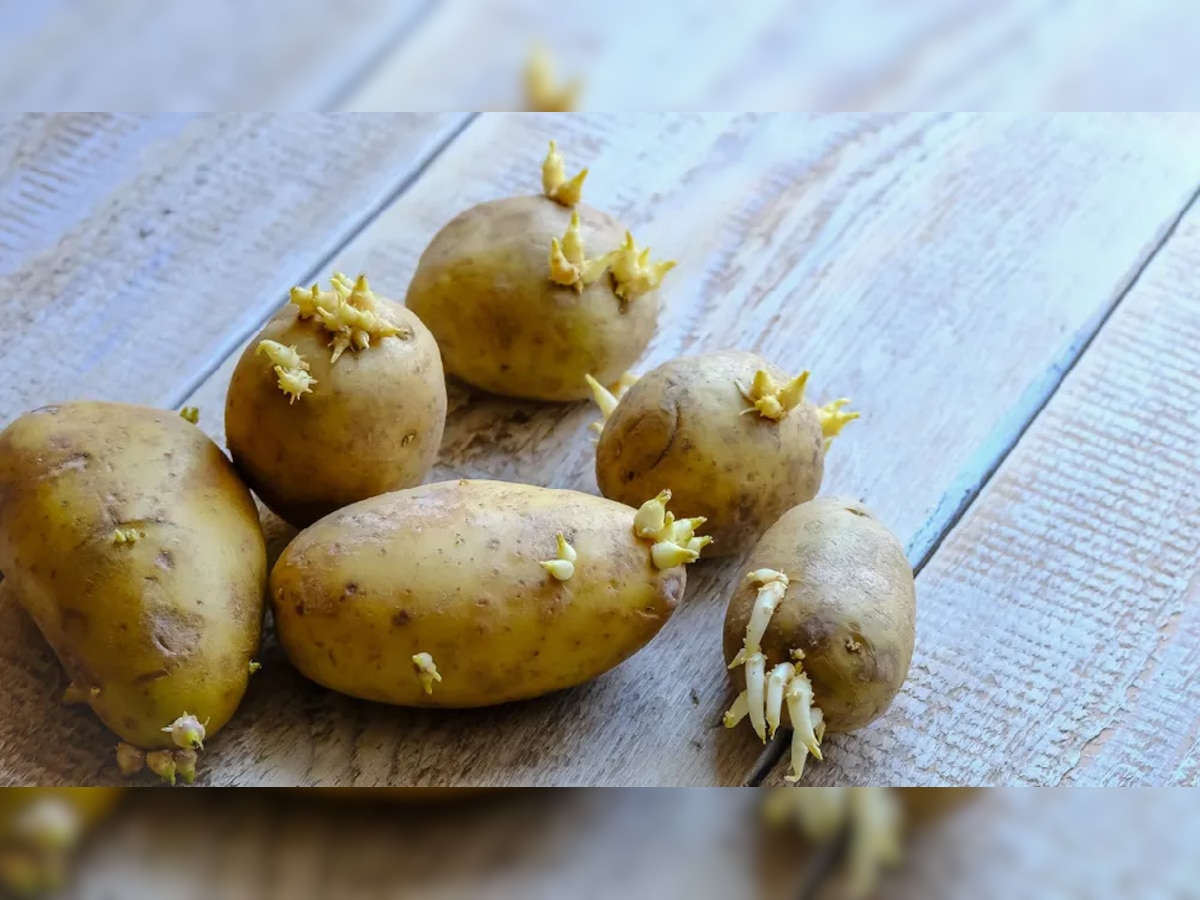 Sprouted Potatoes : मोड आलेले बटाटे म्हणजे स्लो पॉयझन; खाण्यापूर्वी 'हे' जाणून घ्याच! title=